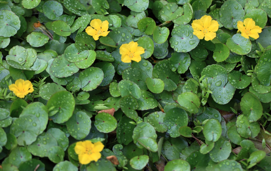 Nymphoides pelatum