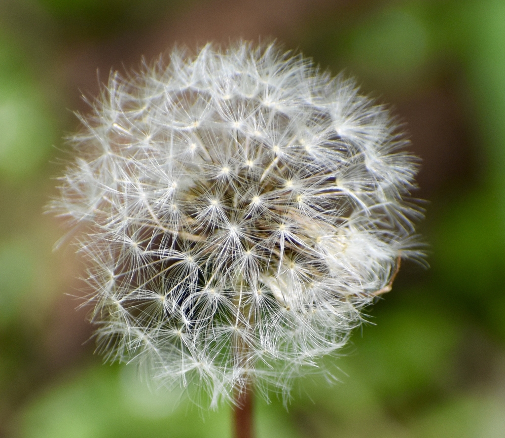 Seedhead Closeup - July - Warren Co., NC