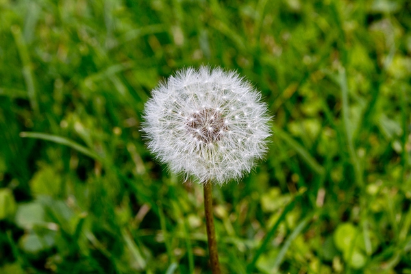 Seed head with wind dispersed seeds.