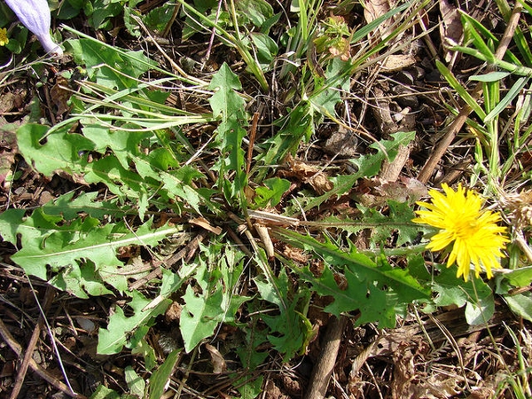 Rosette of leaves and a single flower.
