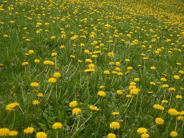 Growing in a field