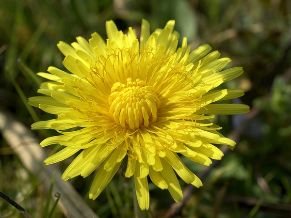 Close up of flower.