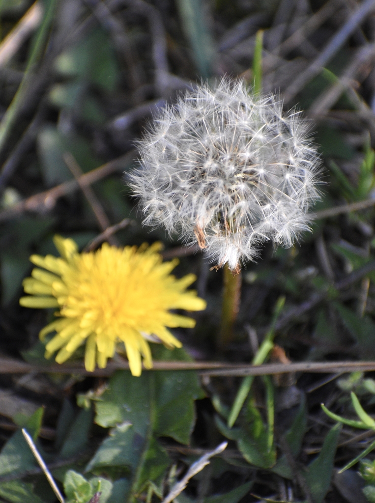 Seed Head - April - Waren Co., NC