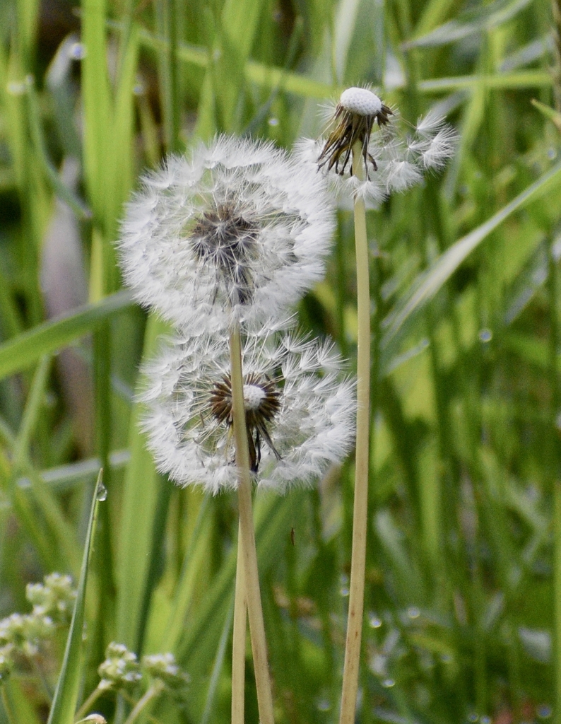 Seed Heads - April - Warren Co., NC