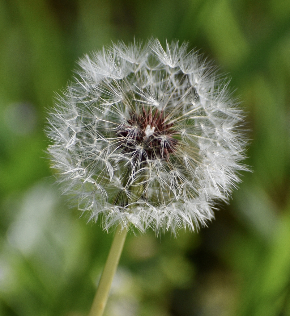 Seed Head Closeup - April - Warren Co., NC