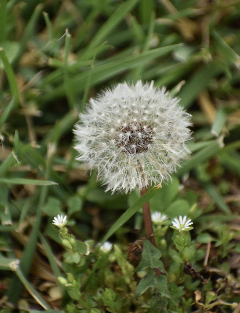Form