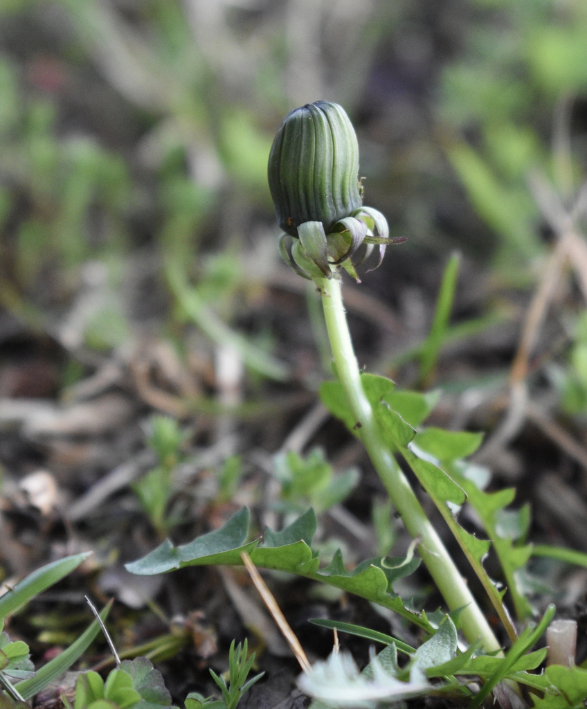 Bud in March - Warren County, NC