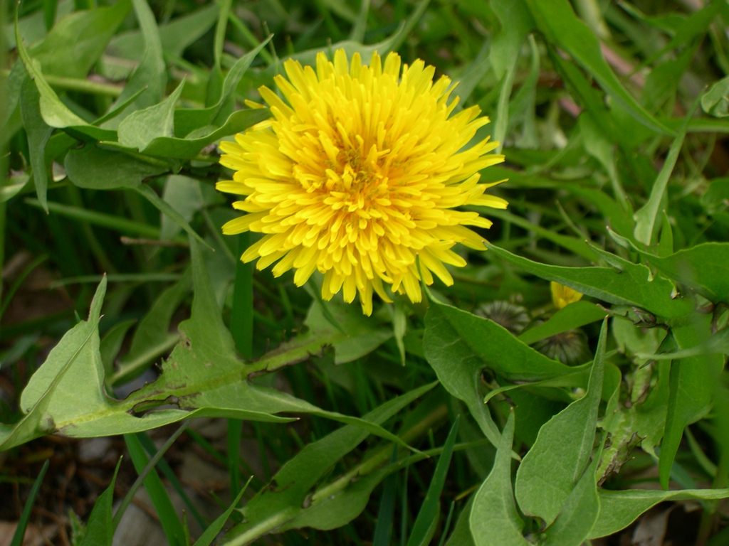 Form