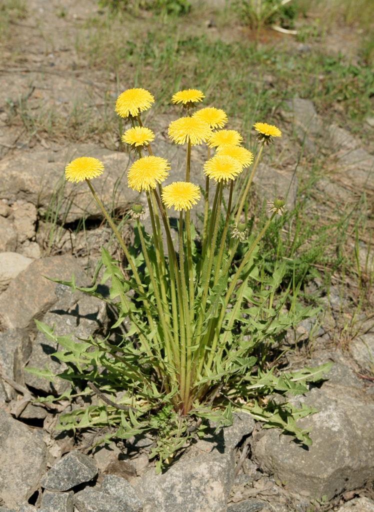 Form