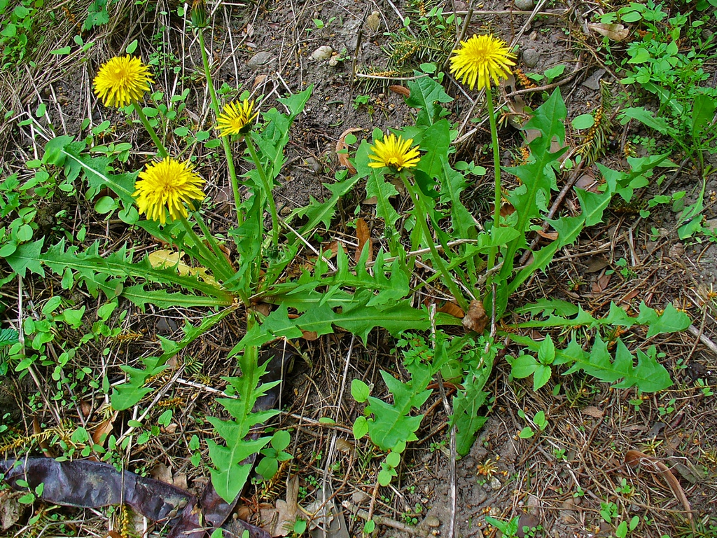 Form