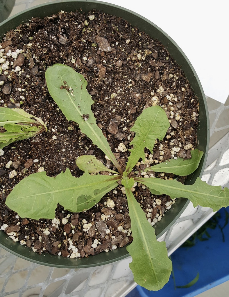 Plant