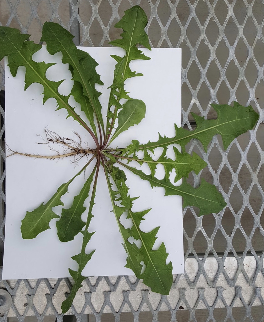 Plant