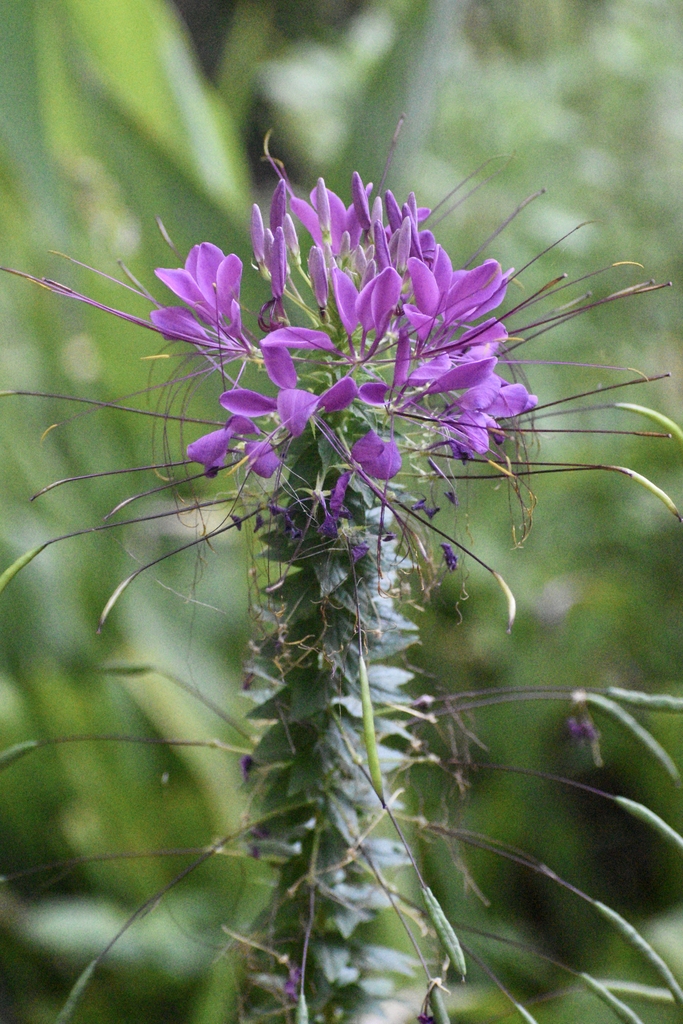Flower Cluster - Warren Co., NC