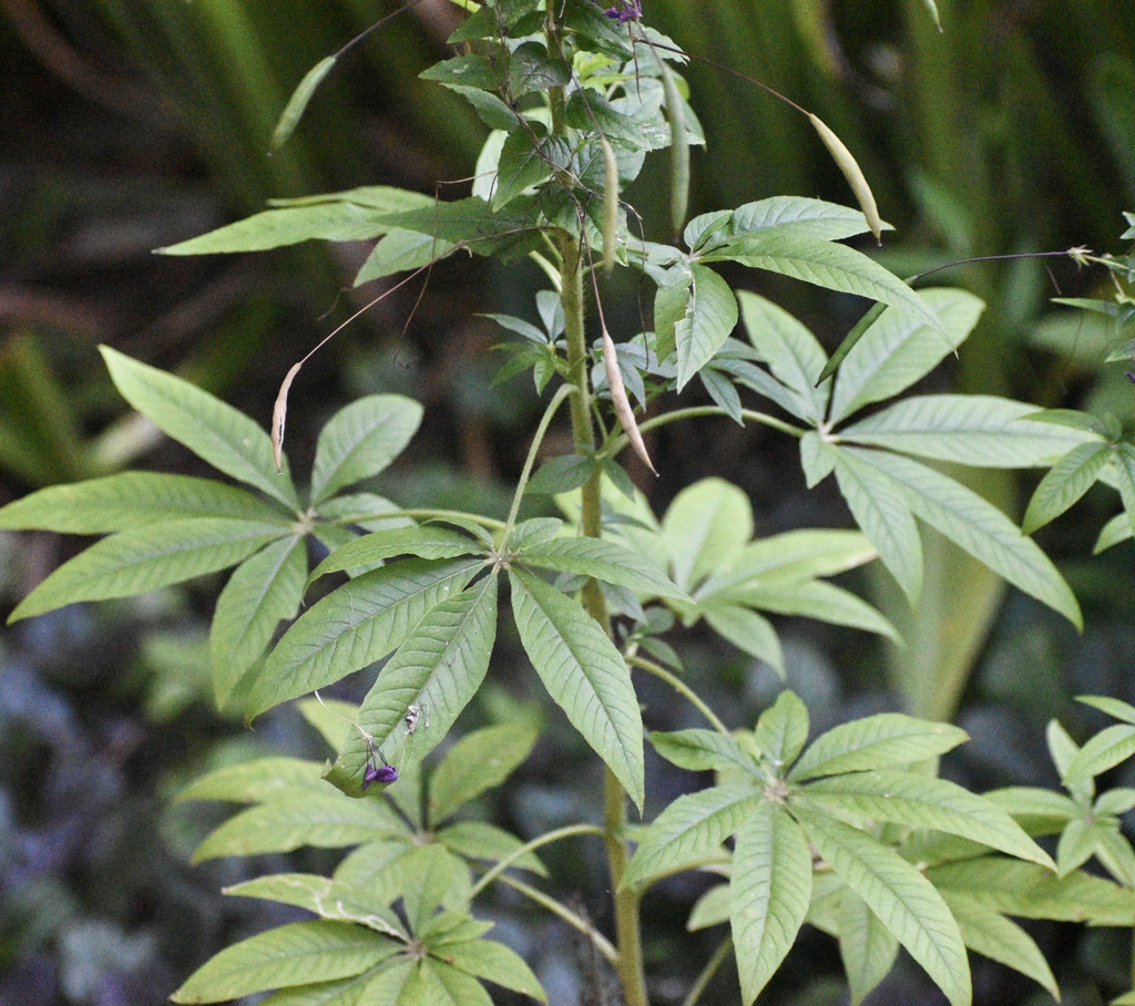 Leaves - Warren Co., NC