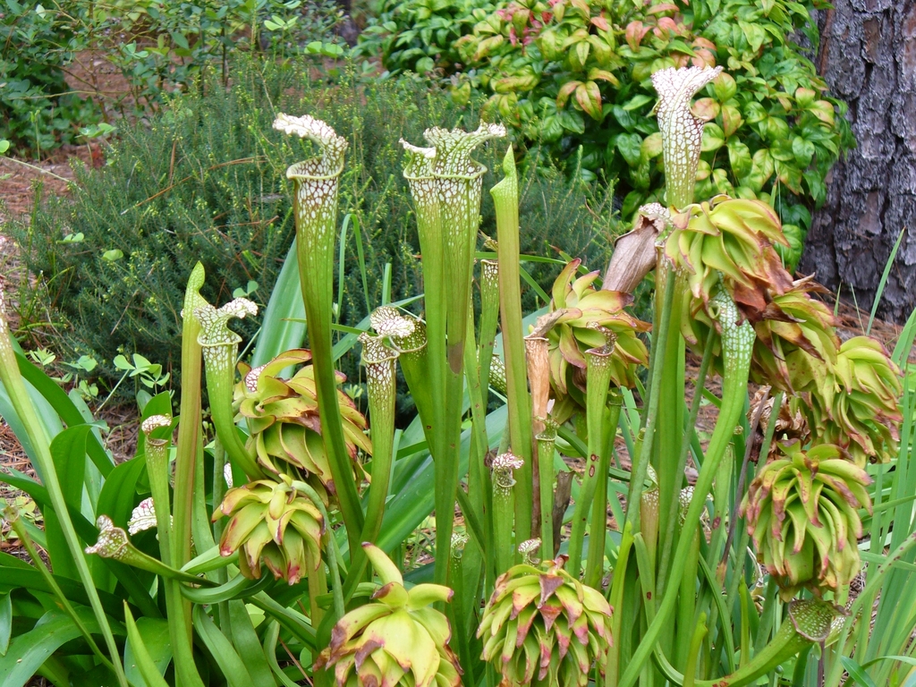 Pitchers & nodding flowers with multiplied whorls of petals