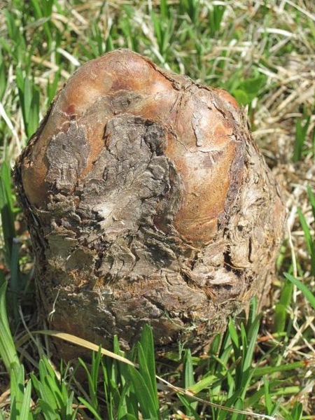 Taxodium distichum