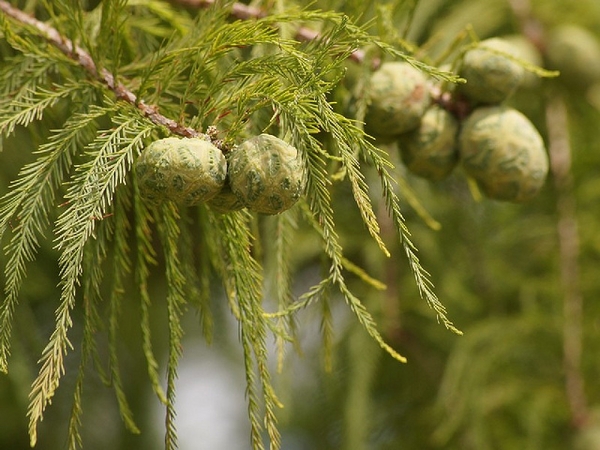 Taxodium distichum