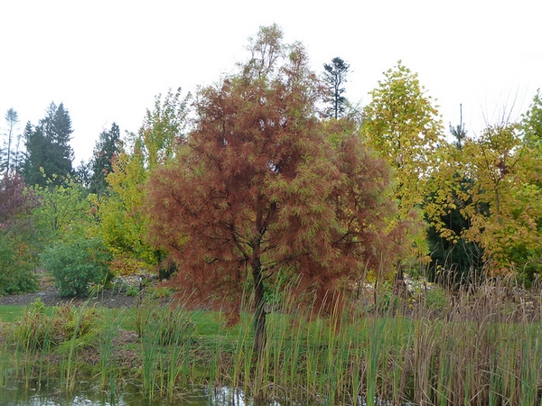 Taxodium distichum