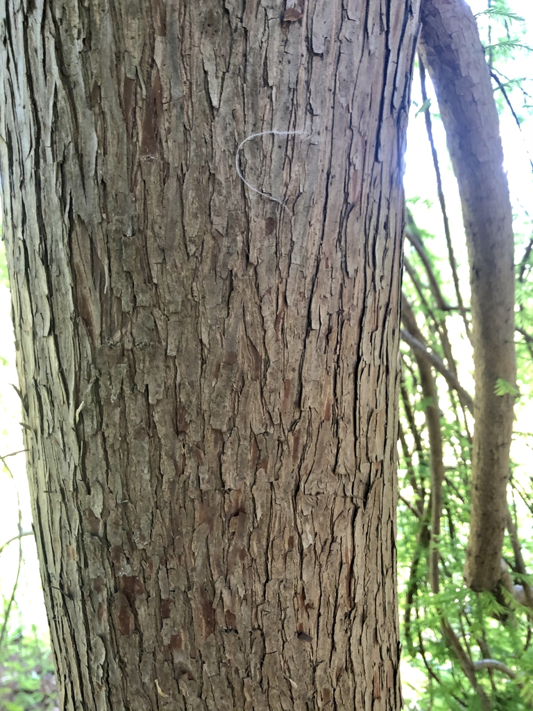 Bark