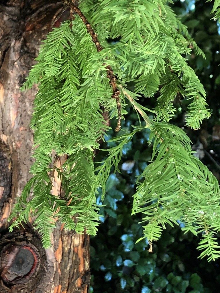 'Cody's Feathers'  - Needles -Aug. 9 - Wake Co., NC
