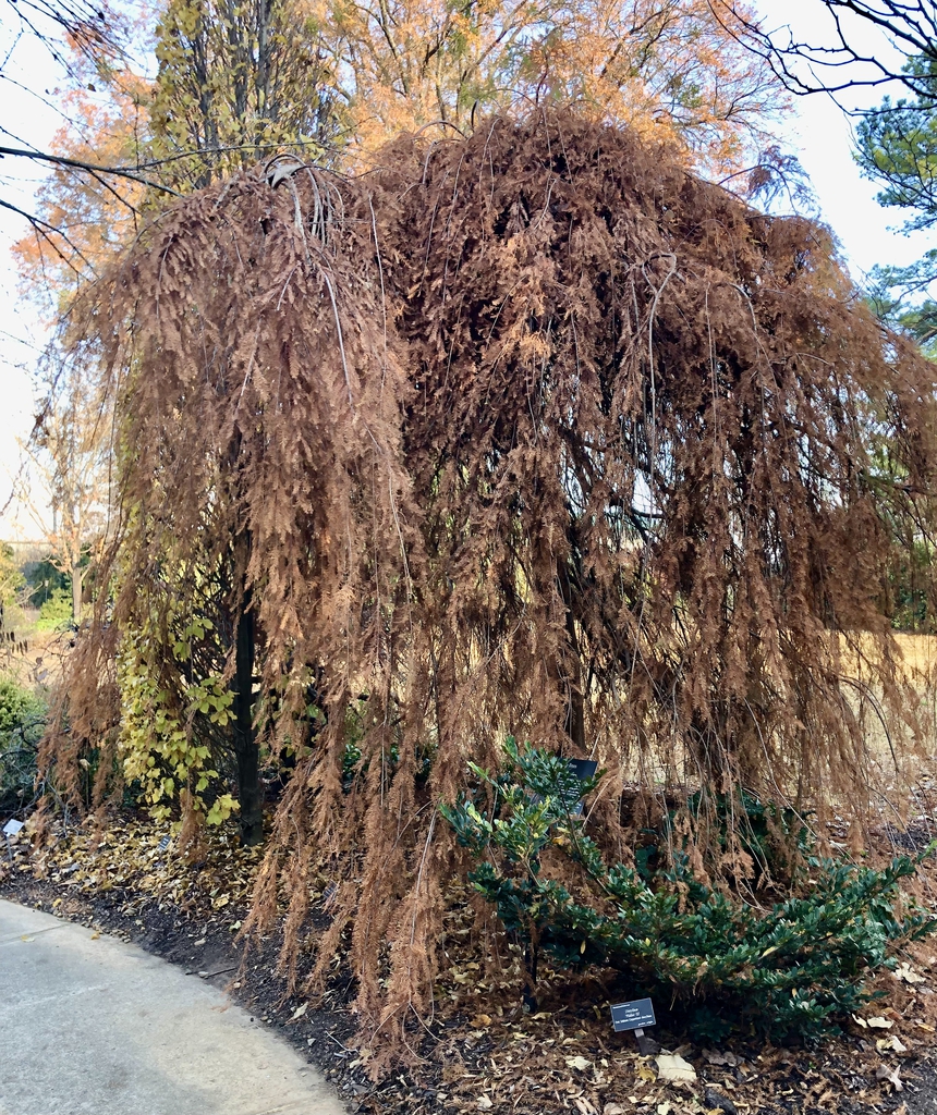 Form - Dec. 6 - Wake Co., NC