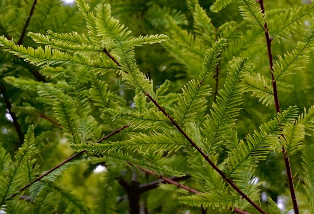 Leaves