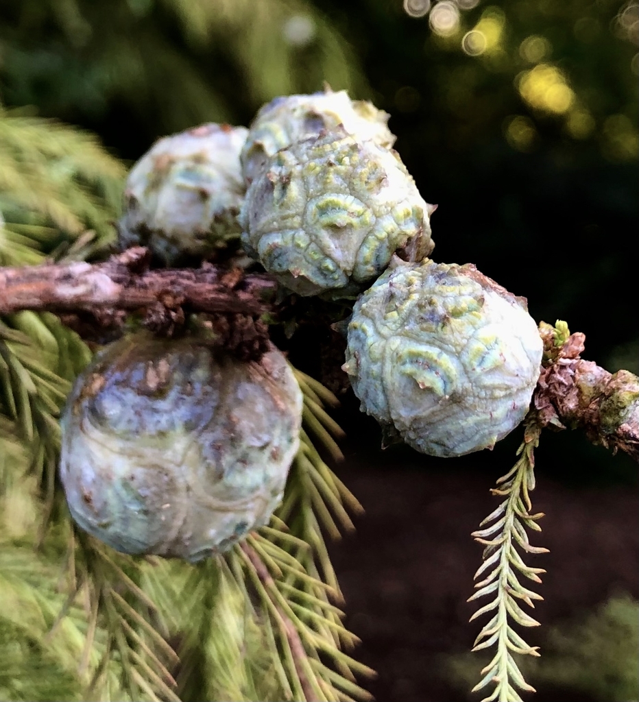 'Peve Yellow' Cones - Aug. 23 - Wake Co., NC