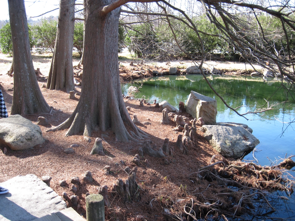 Taxodium distichum knees