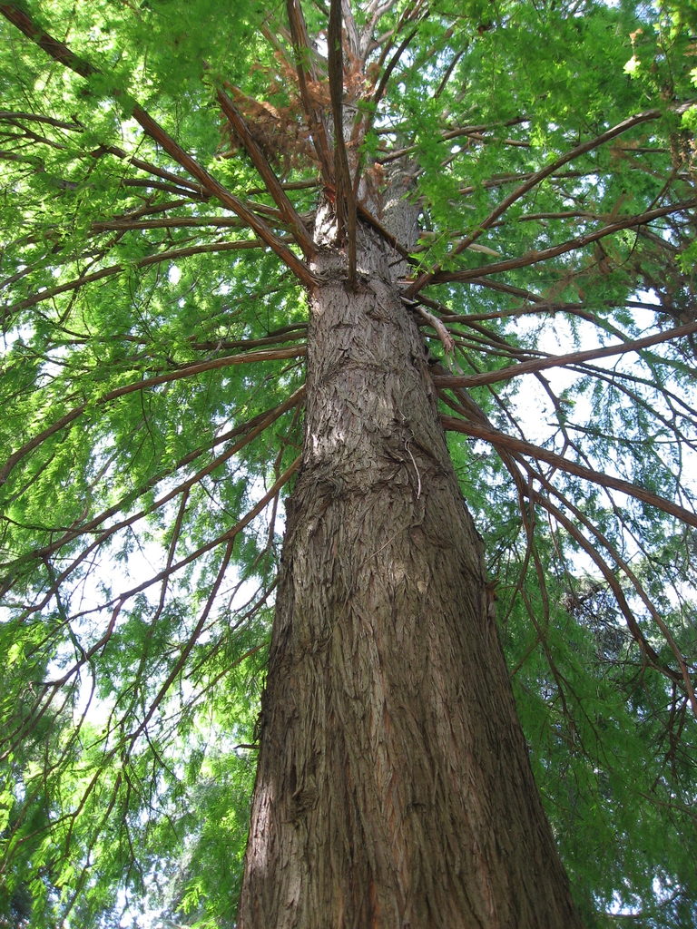 Form
