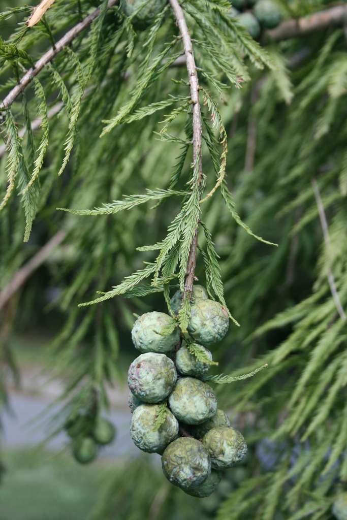 Cones