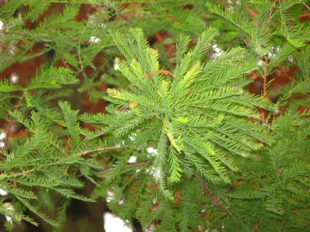 Leaves