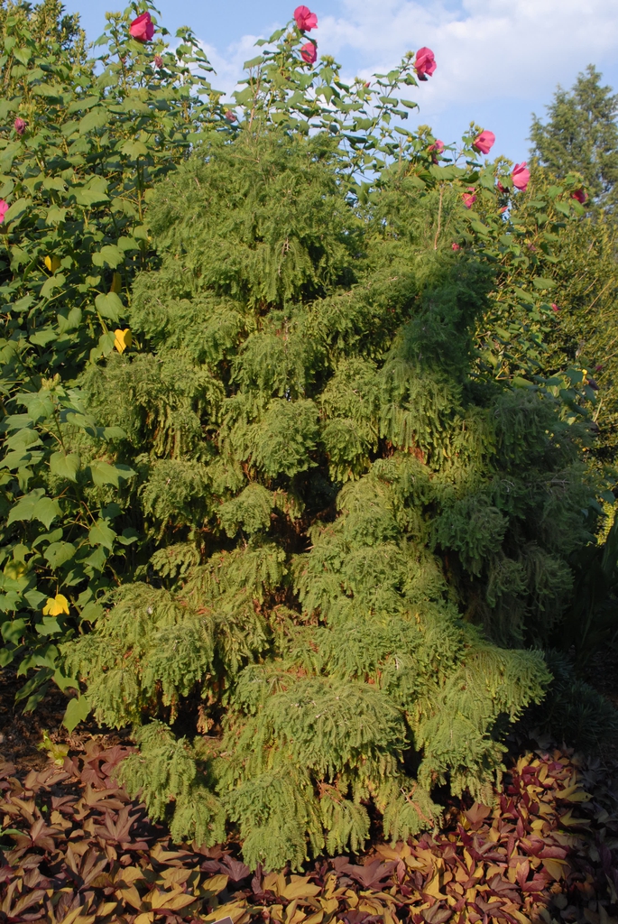 Taxodium distichum