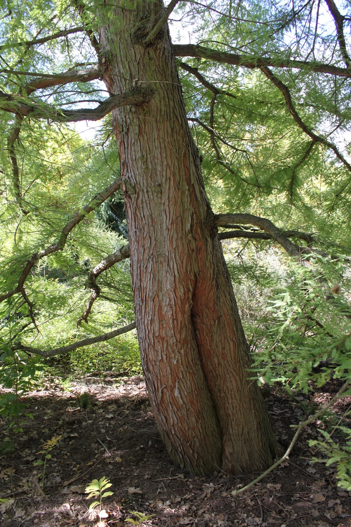 Bark