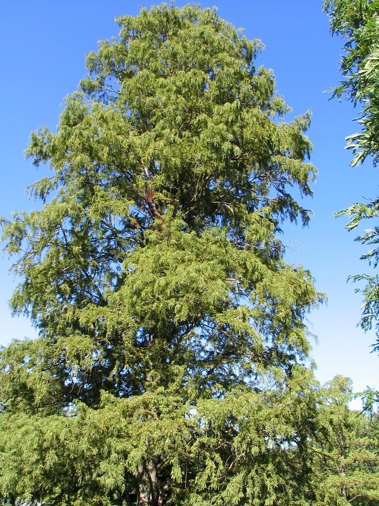 Form