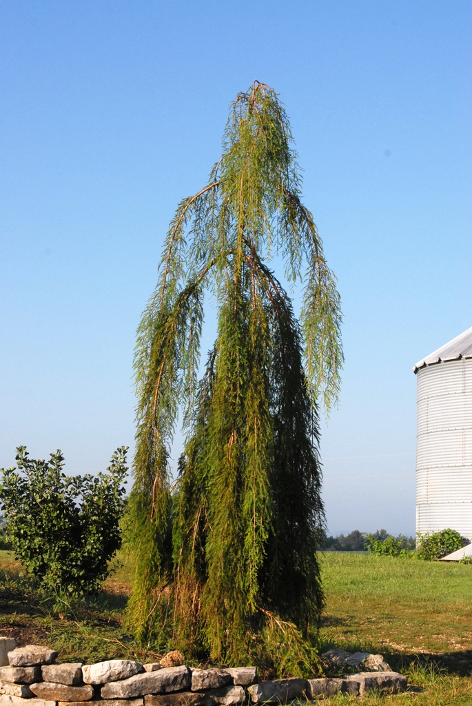 Taxodium distichum