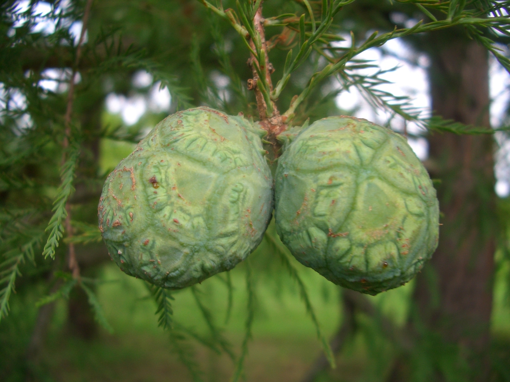 Cones