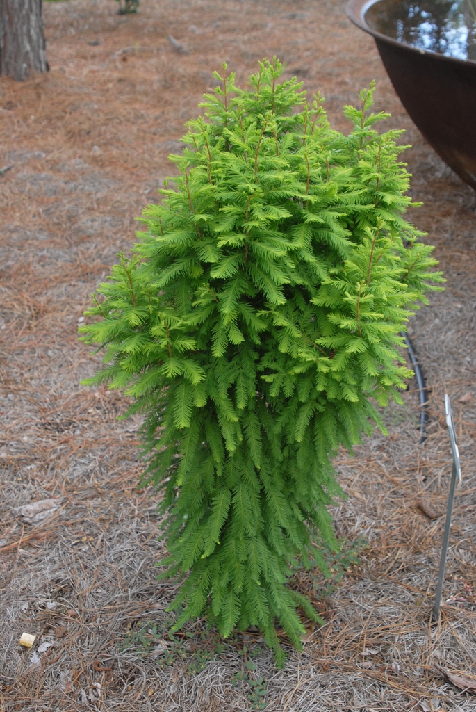 Taxodium distichum
