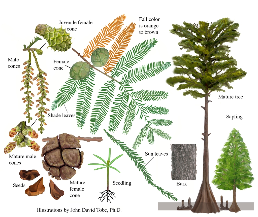 Color illustrations of the technical details of this species.