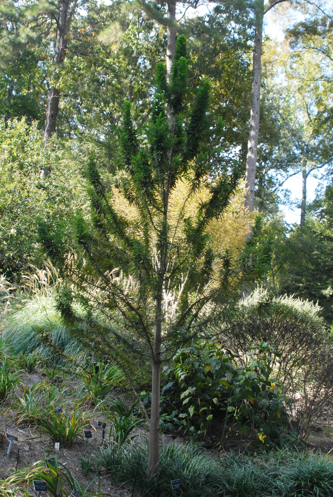 Taxodium distichum