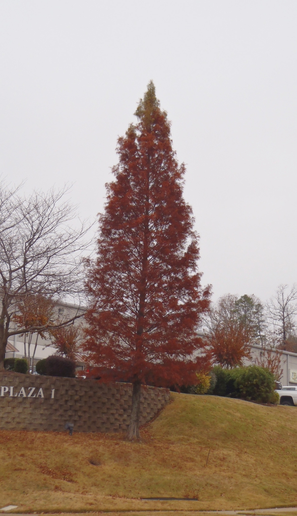 Taxodium distichum