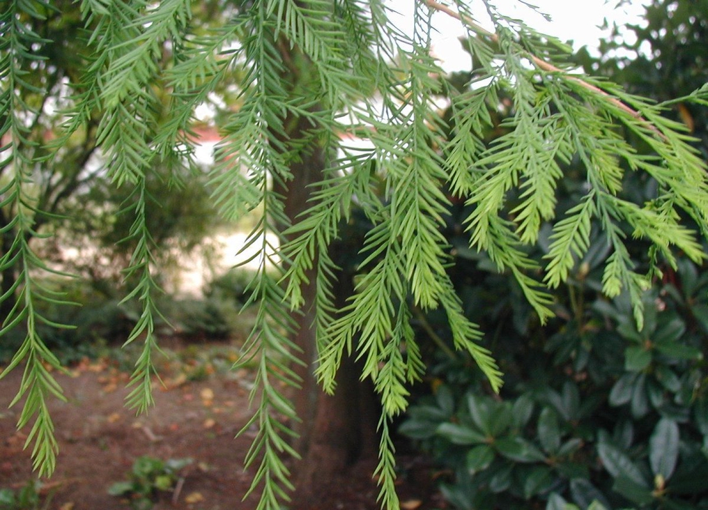 Leaves