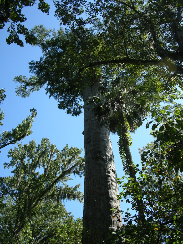 Taxodium distichum