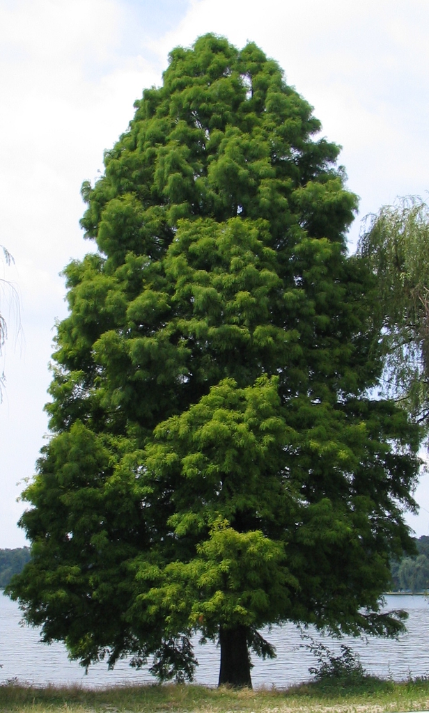 Form