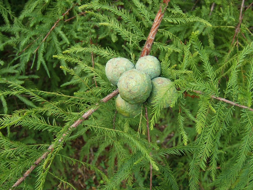 Cones