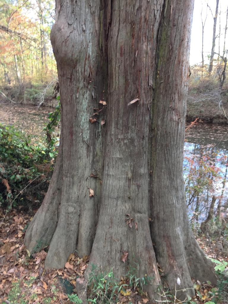 Bark