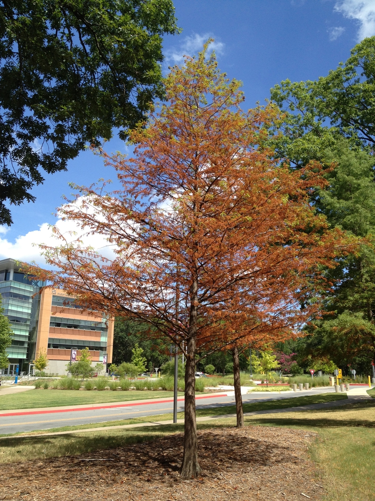 Taxodium distichum