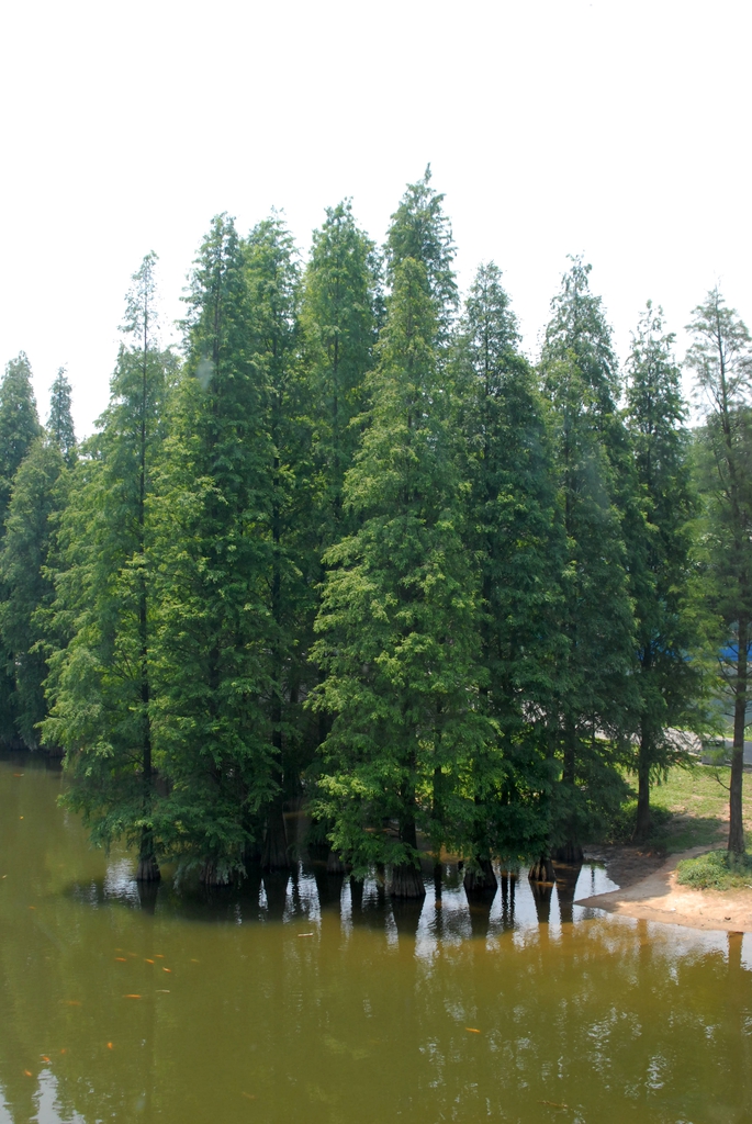 Form