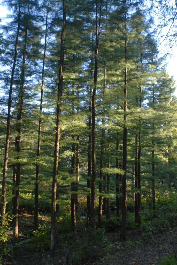 Taxodium distichum