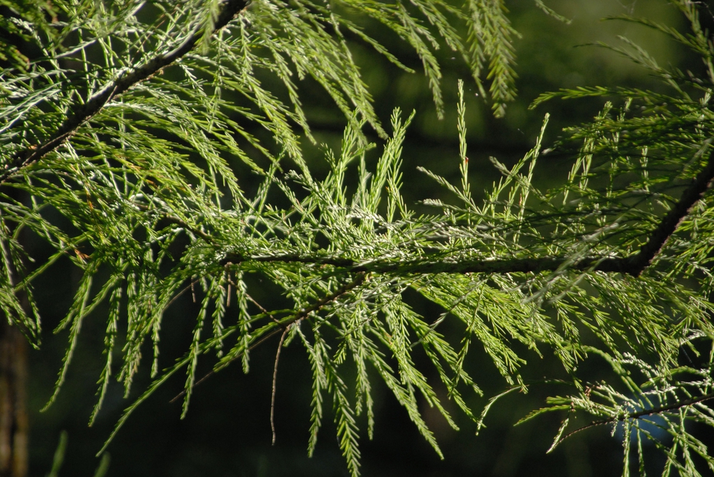 Taxodium distichum