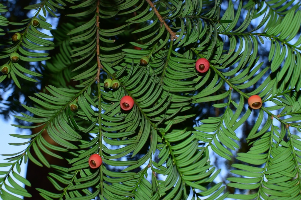 Branch with red arils surrounding individual seeds.